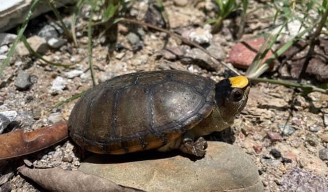 Tortuga casquito, especie endémica de México en peligro de extinción