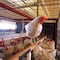 Detectan variante de la gripe H5N1 en una granja en Nuevo León