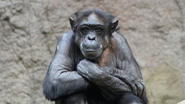 Dibujos para el Día Internacional de los Primates