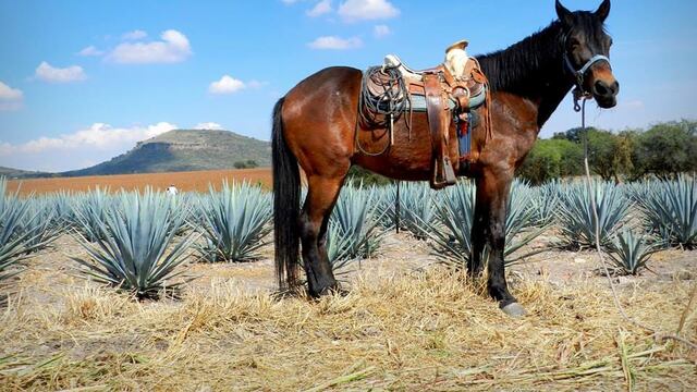 Agaves de Guanajuato