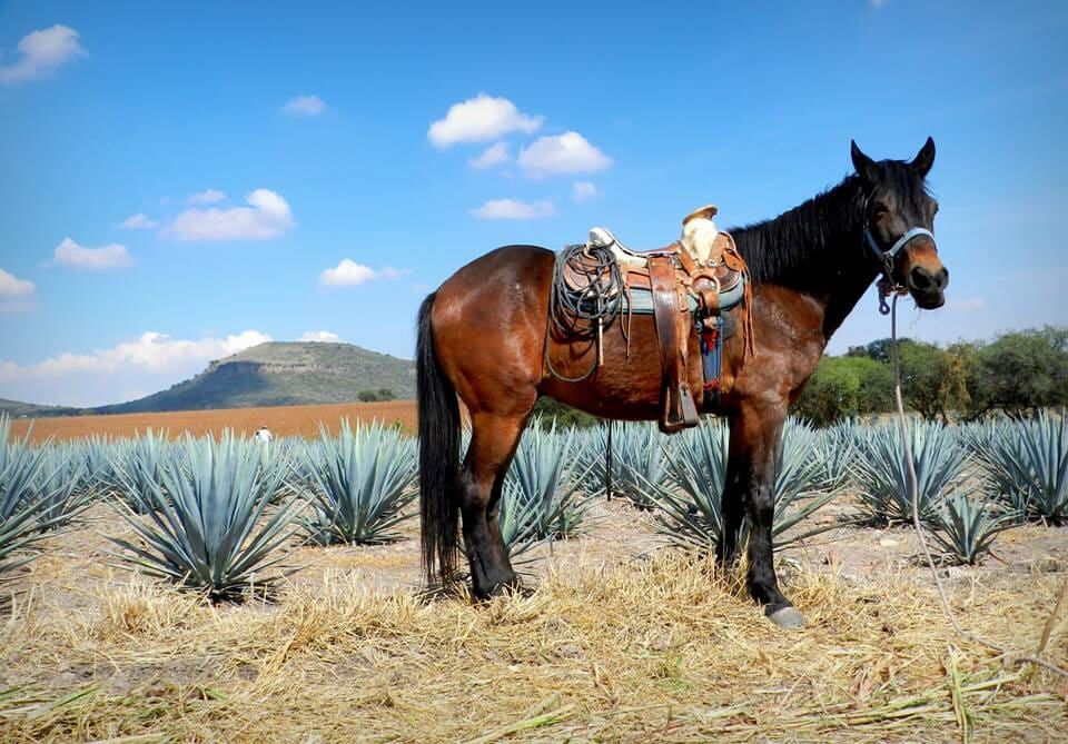 Agaves de Guanajuato