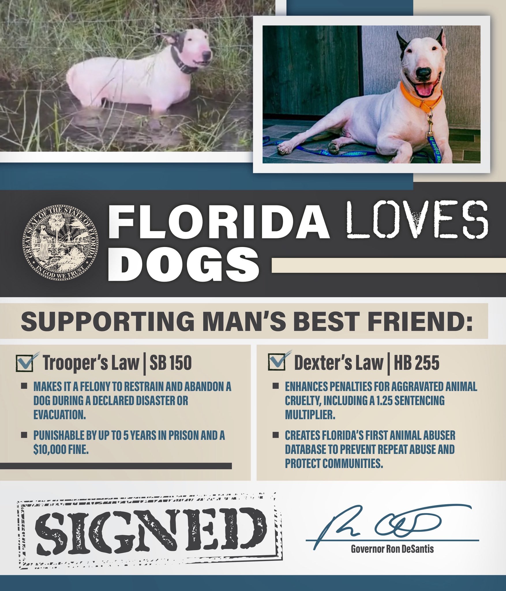 Medida de Florida para castigar con penas más severas está inspirada en un bulterrier abandonado