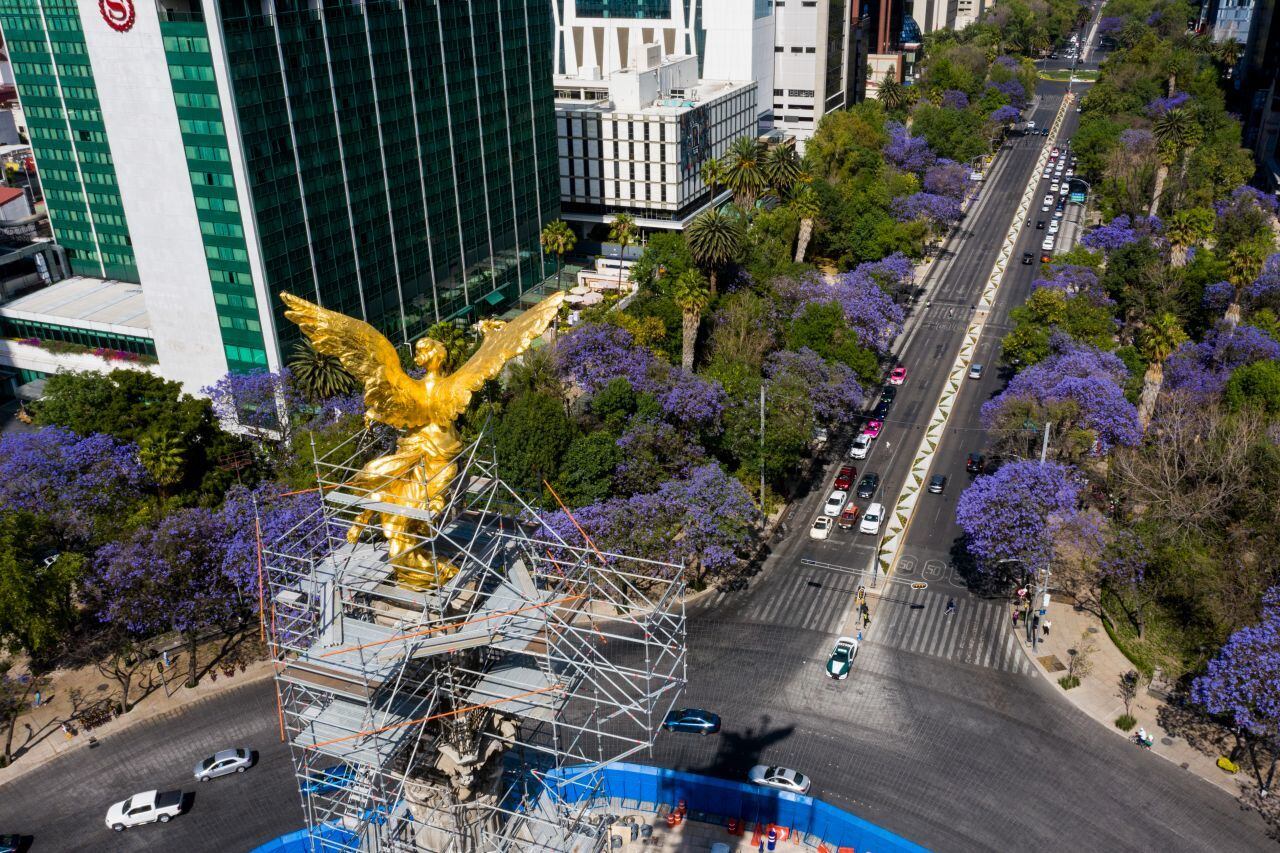 Jacarandas en Reforma CDMX