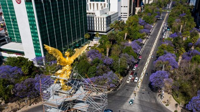 Jacarandas en CDMX