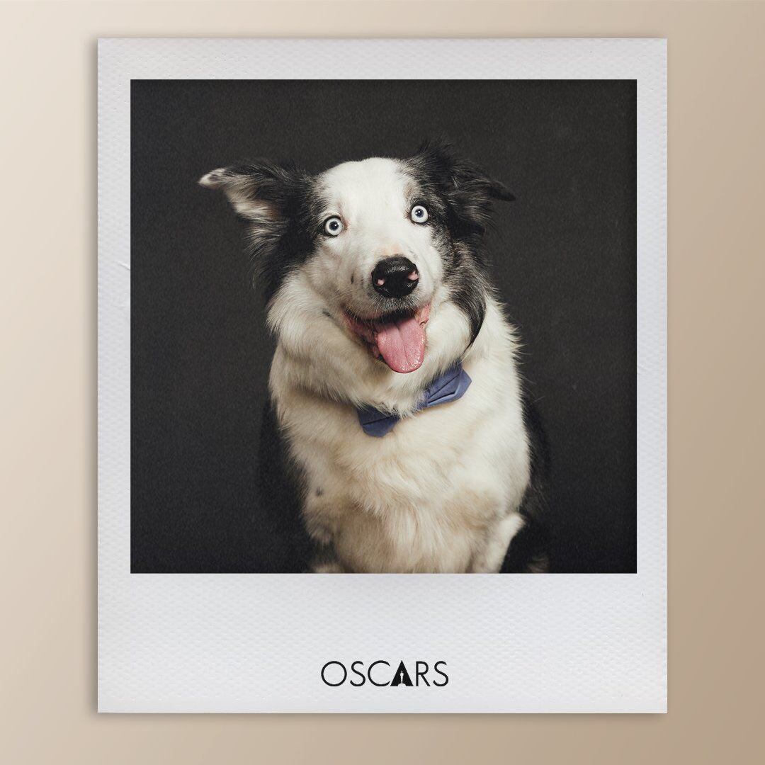 La injusta razón por la que Messi, el perro actor de Anatomía de una caída, no irá a los premios Oscar 2024