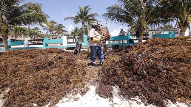 Sargazo en Playa del Carmen, Quintana Roo