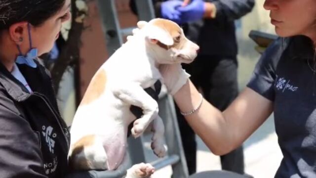 Rescatan a 12 perritos abandonados en Iztapalapa