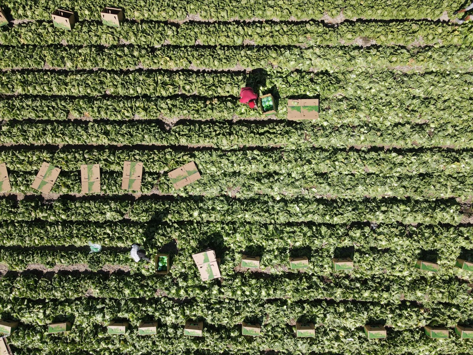 Lechuga de Aguascalientes se exporta a Estados Unidos y abastece a otros estados