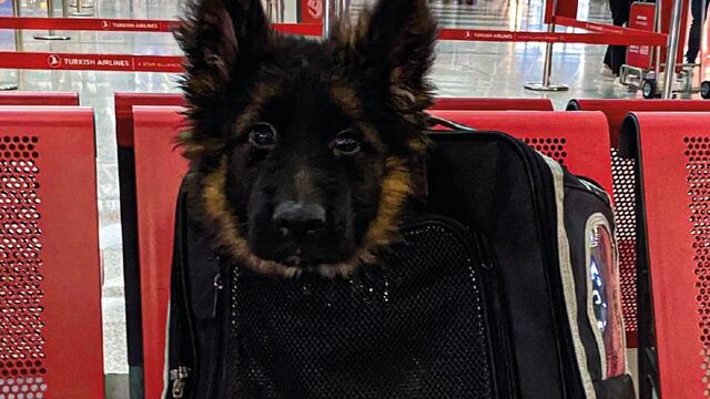 Sedena recibe en el AICM a perrito donado por Turquía tras tragedia