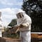Sedema crea acciones para la preservación y bienestar de las abejas