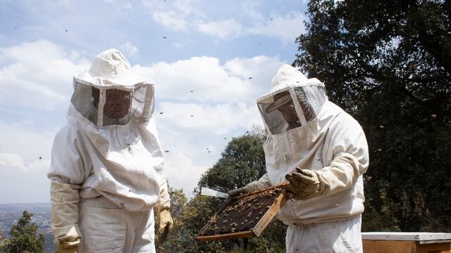 Sedema crea acciones para preservar las abejas