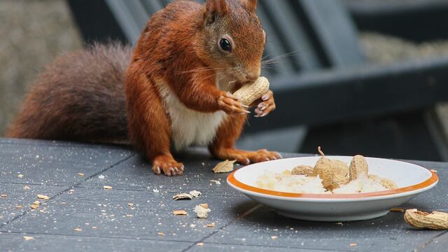 La ardilla convirtió un sofá en su hogar al no encontrar la salida