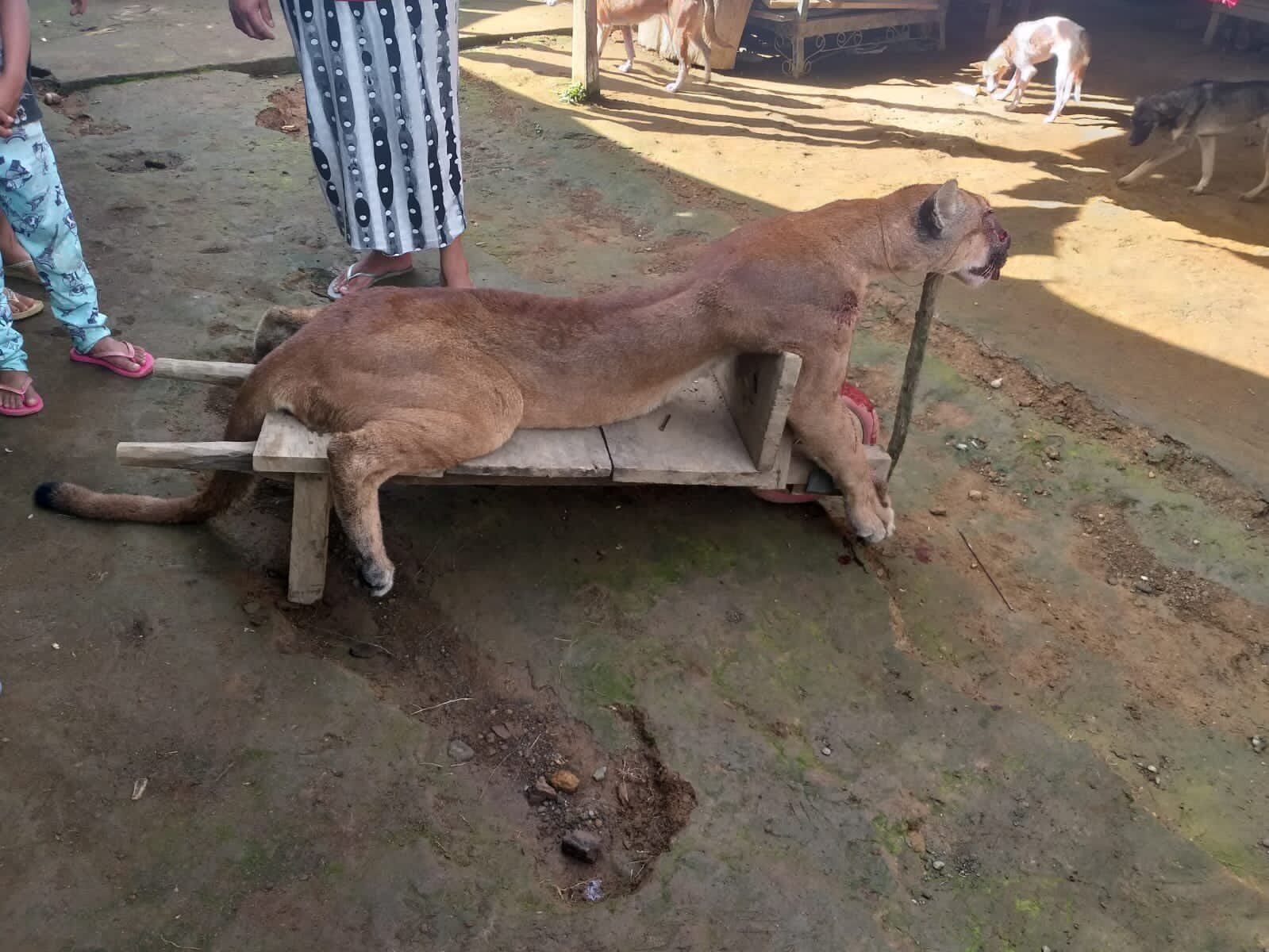 Cazan a puma en Chiapas
