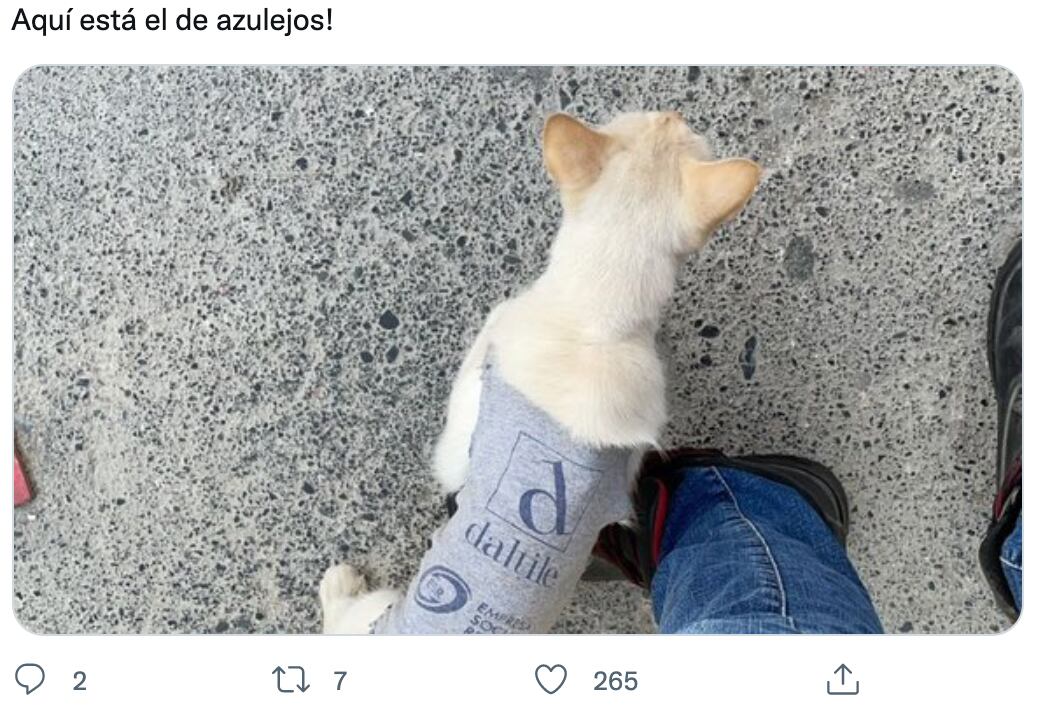 Gatito callejero consigue trabajo