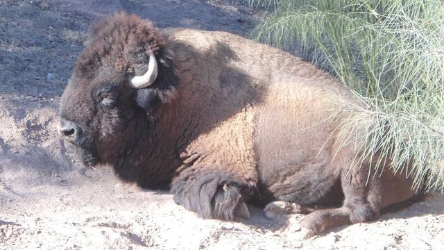 Animal asegurado en Mexicali