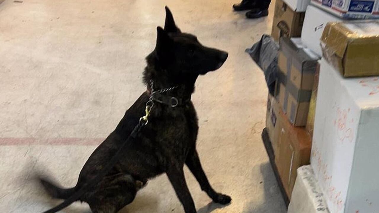 Decomisan fentanilo en el AICM procedente de Asia; evitan un millón de dosis