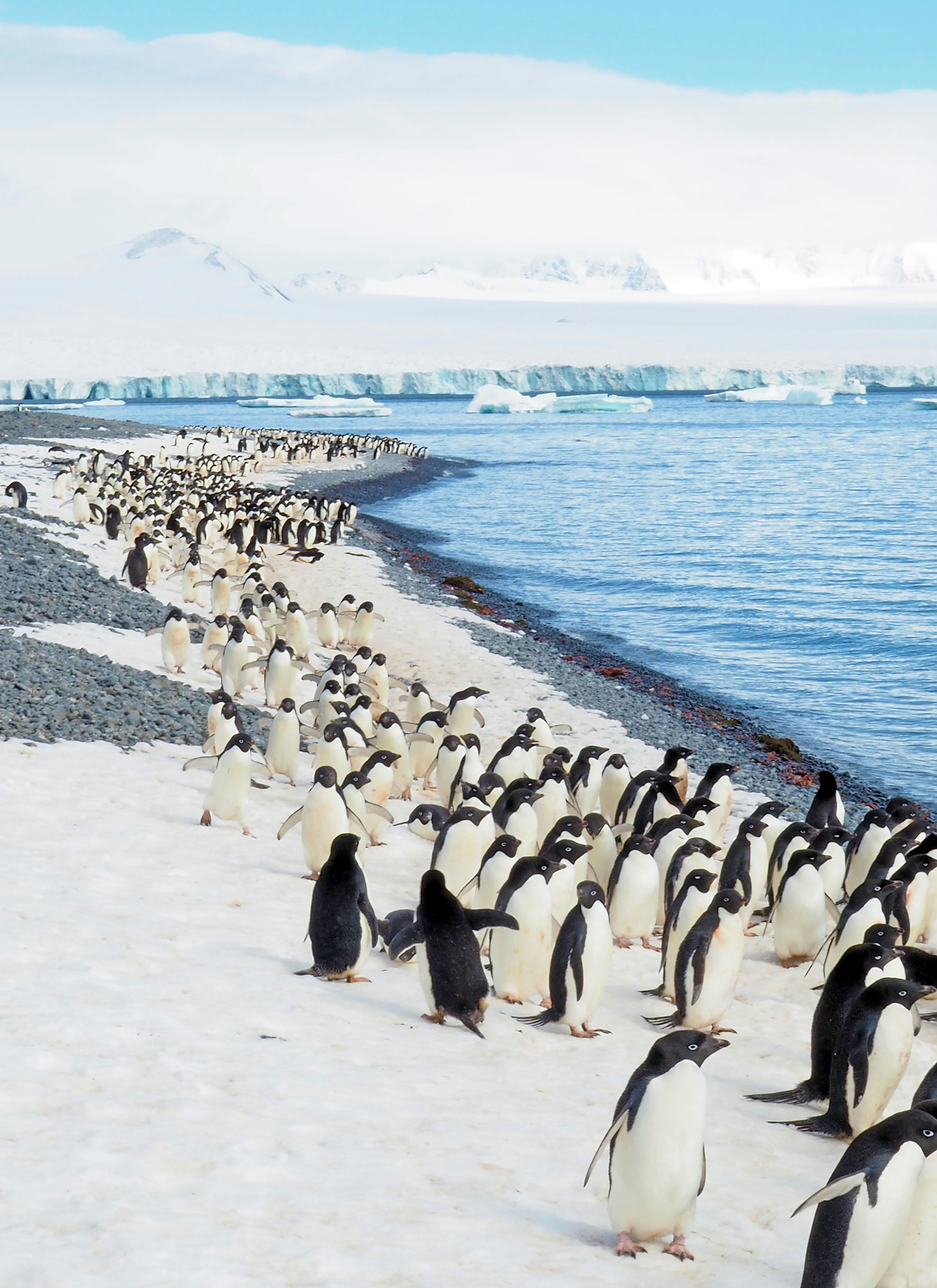 Pingüinos