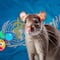 Sin ratas a bordo: la pista que hizo a la OMS sospechar contagio humano de hantavirus
