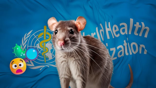 Sin ratas a bordo: la pista que hizo a la OMS sospechar contagio humano de hantavirus