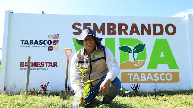 La Jornada de Reforestación 2025 planea plantar 2.4 millones de árboles en Tabasco