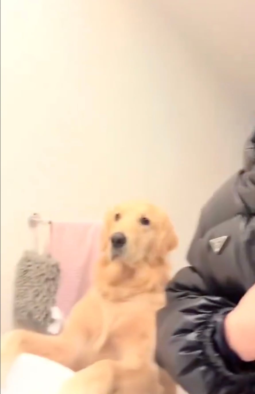 Golden Retriever, clave en tensión previa a feminicidio de Carolina Flores