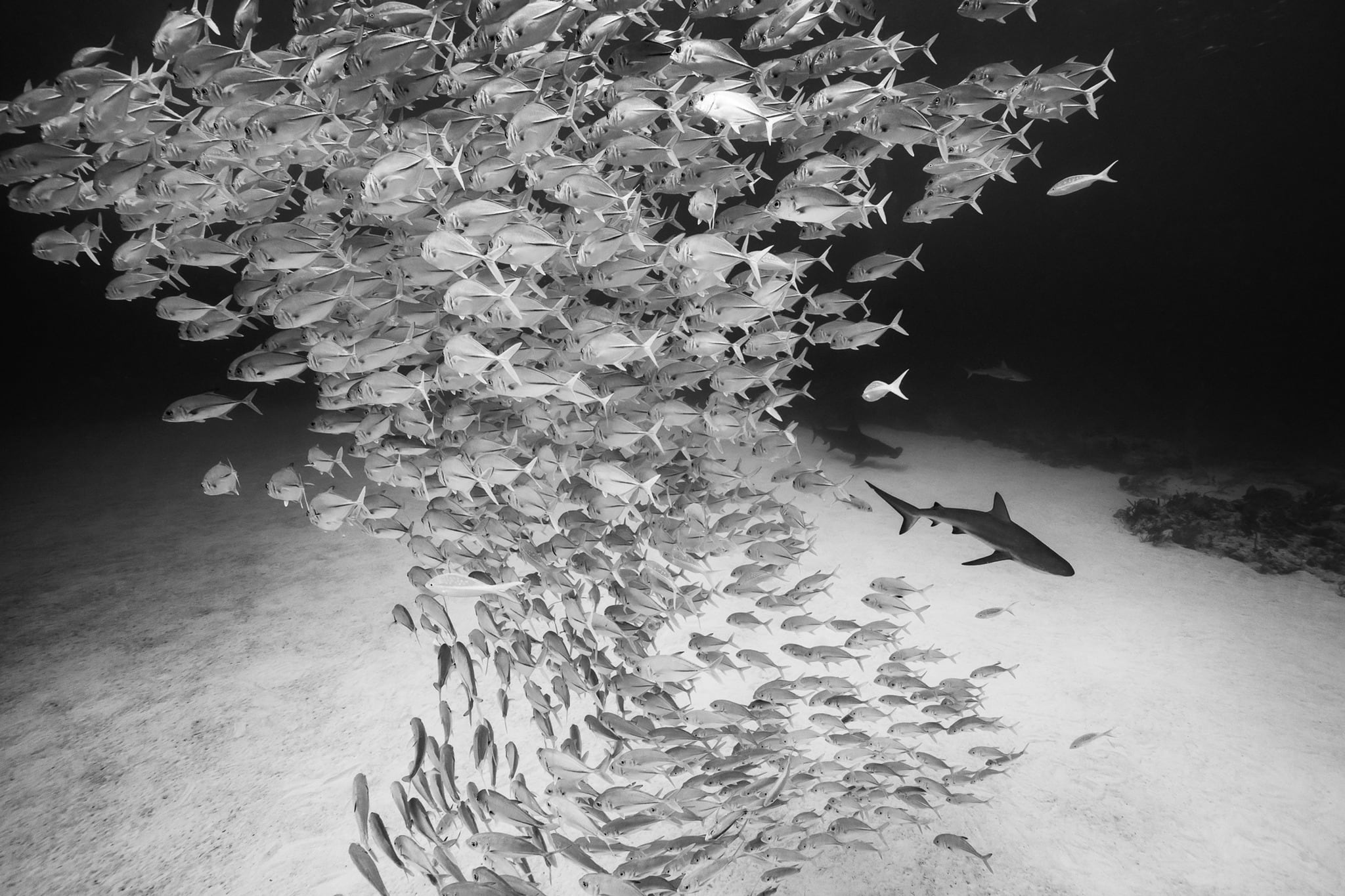 Cristina Mittermeier, bióloga marina mexicana