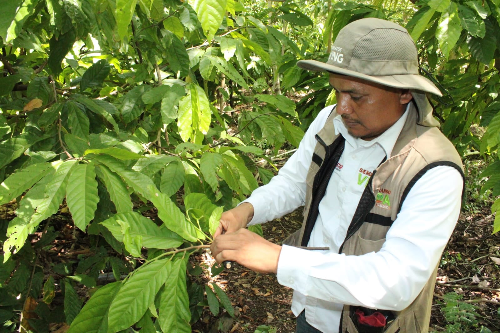 Secretaría de Bienestar capacita a productoras y productores de Sembrando Vida en Macuspana.
