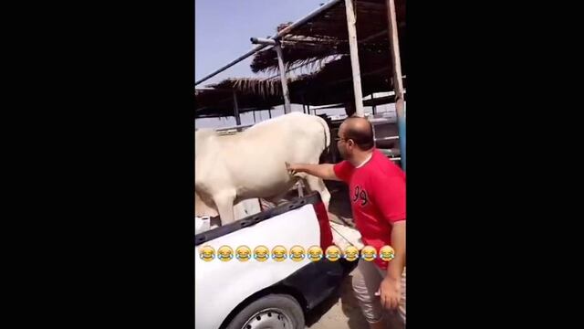 Cosquillas a una vaca.