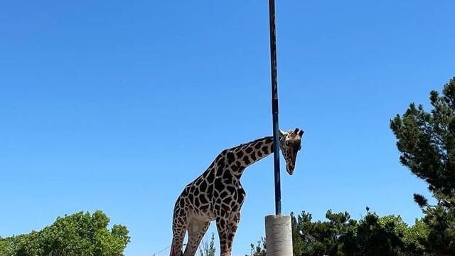 Jirafa Benito será trasladada a Africam Safari en Puebla