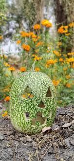 El significado del chilacayote en Día de Muertos 2024 y su relación con la ‘calaverita’