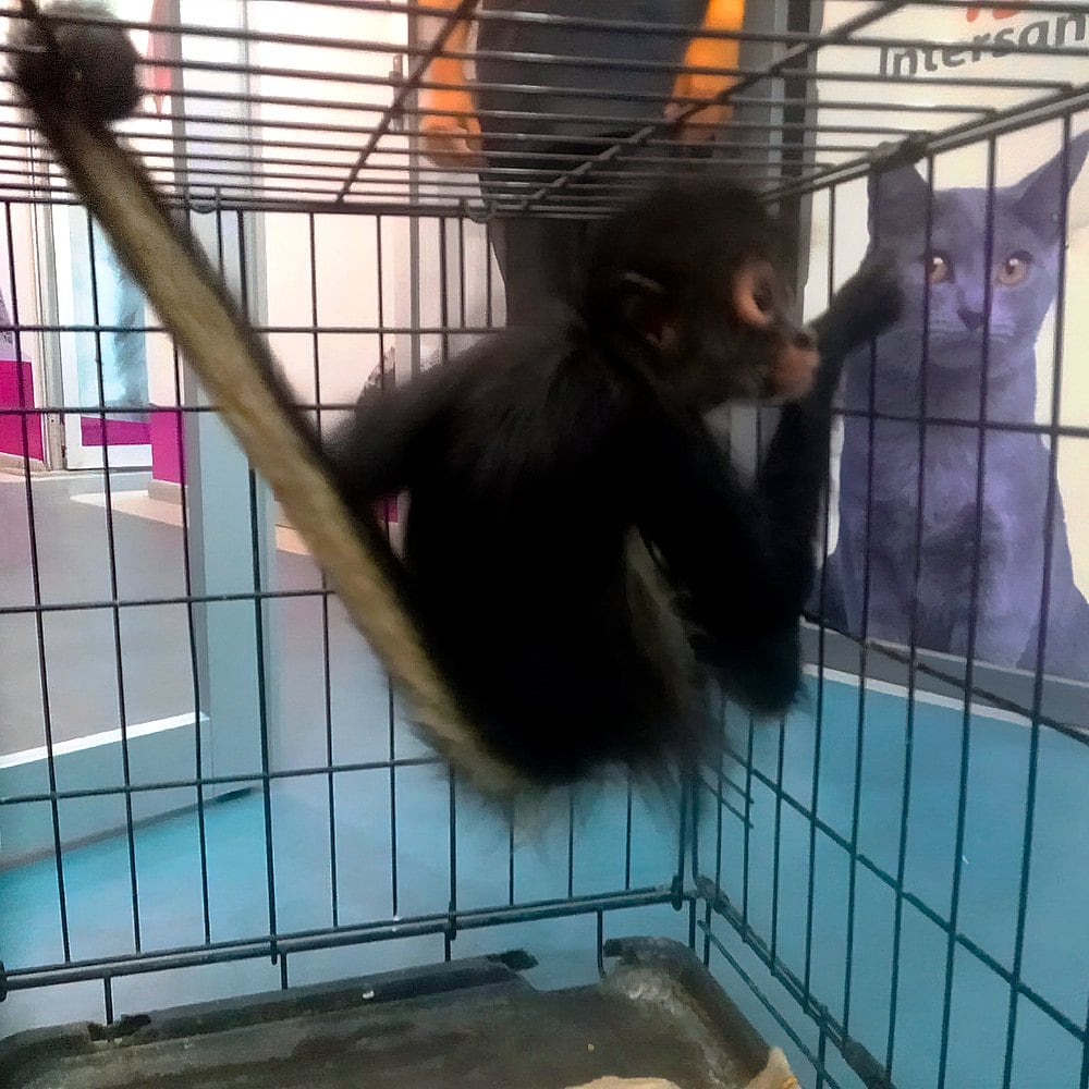Mono araña en posesión ilícita de Esteban Fuentes de Maria