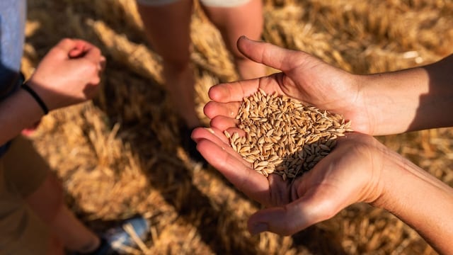 Cerveza mexicana genera más de 715 mil empleos.