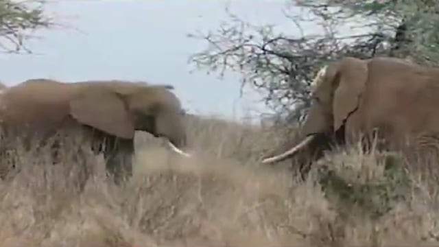 ¿Qué mató a 18 elefantes en Kenia? Investigan un posible envenenamiento o enfermedad