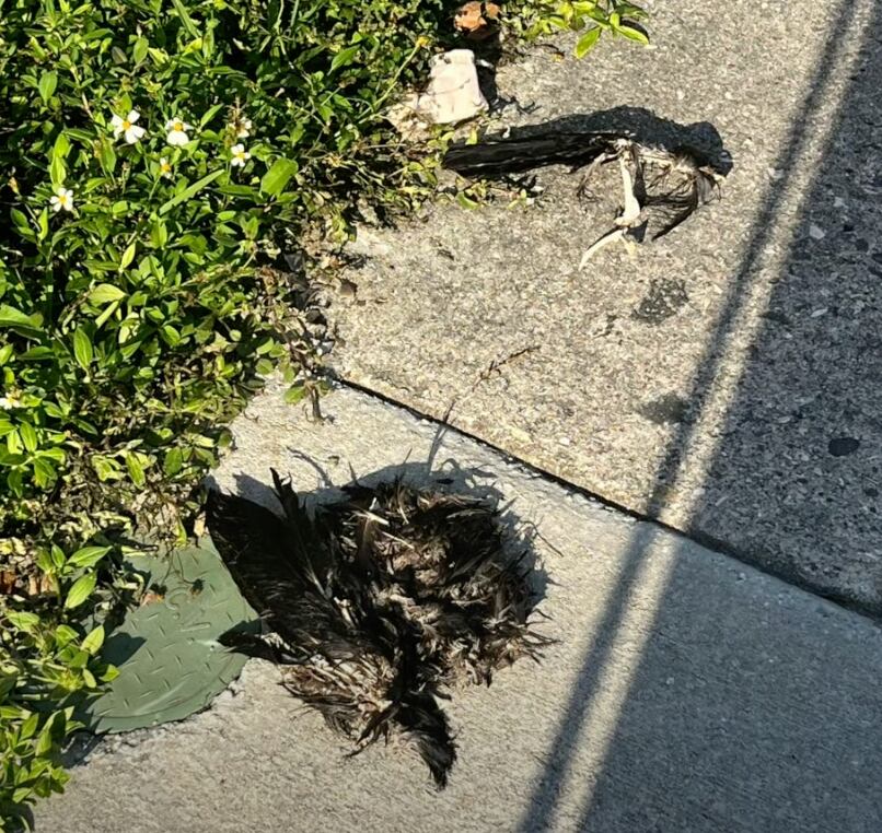 Supuesta brujería para Pablo Lyle