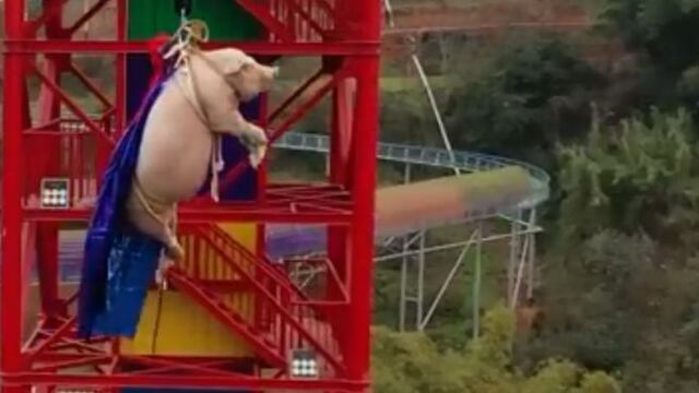 Lanzan cerdito del ‘bungee' para promocionar parque de diversiones