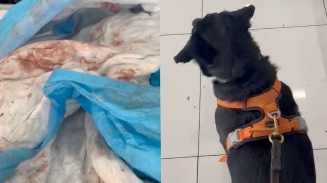 Volaris regresa a un perro ensangrentado