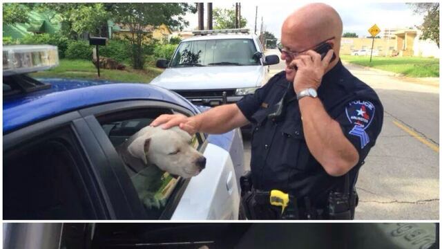 Oficial de policía y perro pitbull a bordo de la patrulla