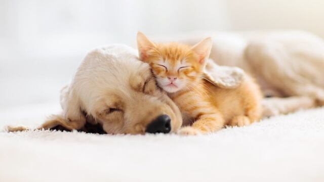 ¿Qué pasa en Yucatán? Reportan envenenamiento de perros y gatos en 6 municipios