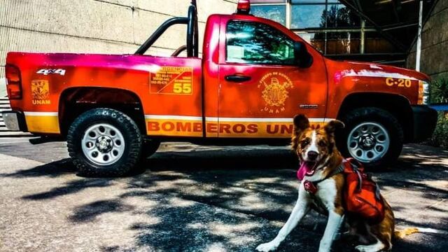 Piden ayuda para localizar a 'Max', perrito rescatista