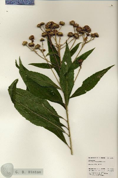Planta verbesina persicifolia