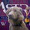 Indy gana premio a mejor actuación en Astra Film por “Good Boy”