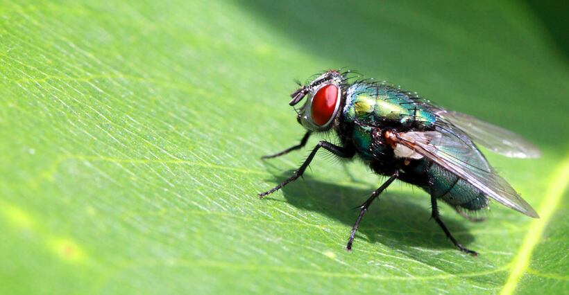 Mosca