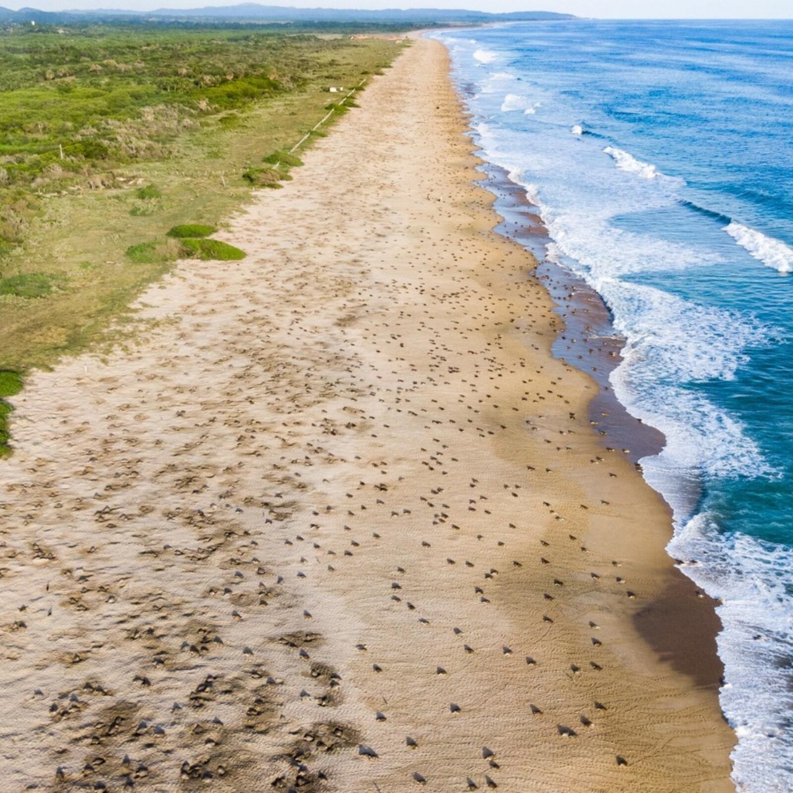 Conanp denuncia saqueo de nidos de tortuga en Playa Escobilla ante FGR y Profepa