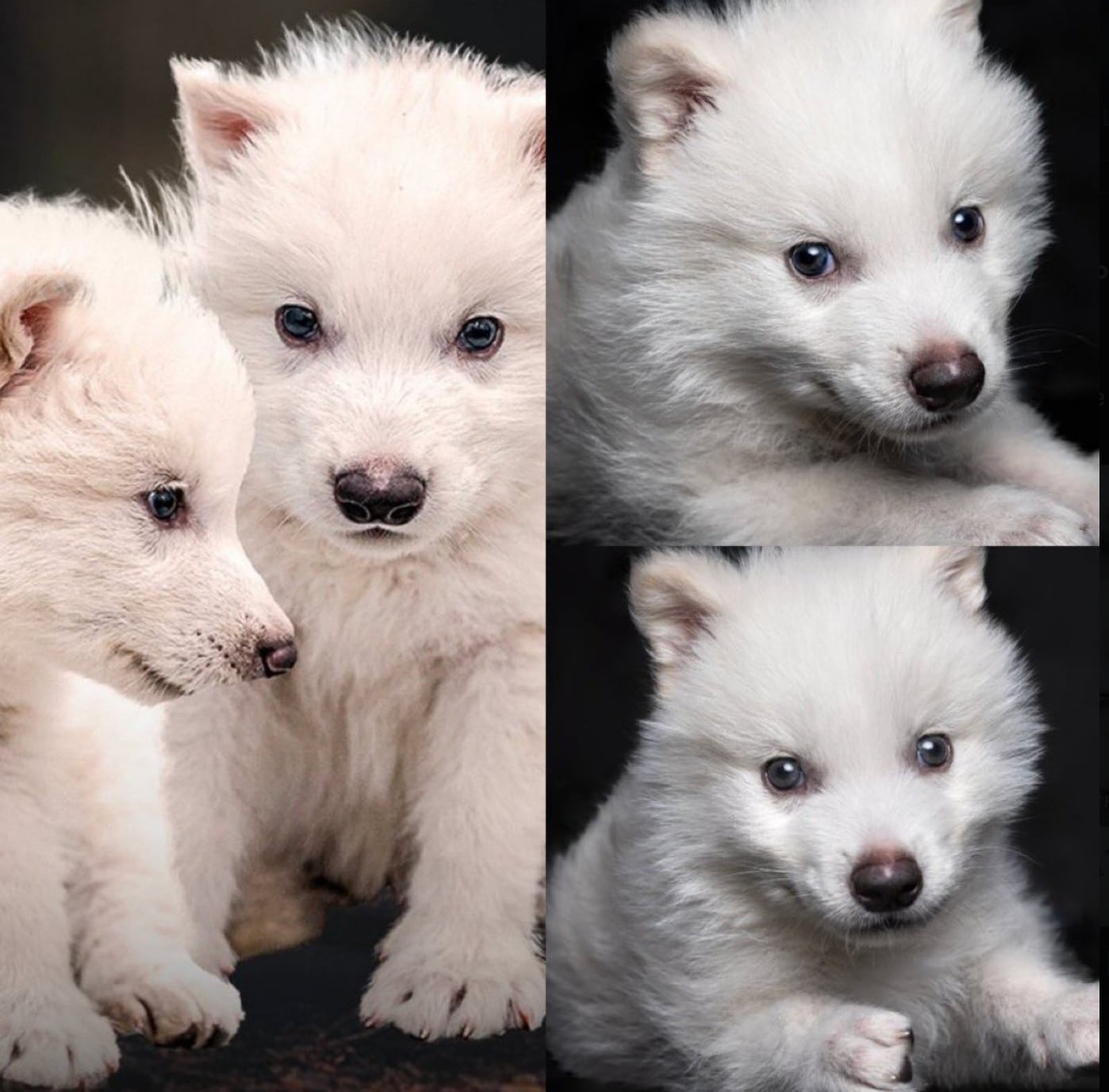 Lobo Terrible. X/@_LosTitulares