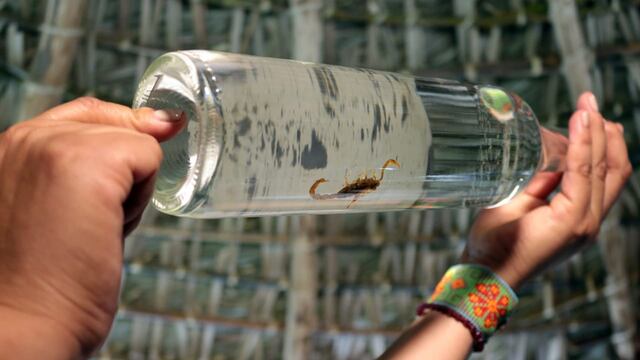 El gobierno de Puebla, que encabeza Miguel Barbosa, destina 15 millones para 68 proyectos estratégicos de agave.