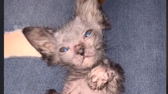 Gracie, la gatita Lykoi de TikTok.