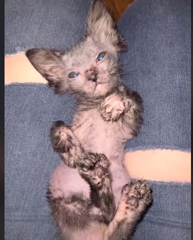 Gracie, la gatita Lykoi de TikTok.