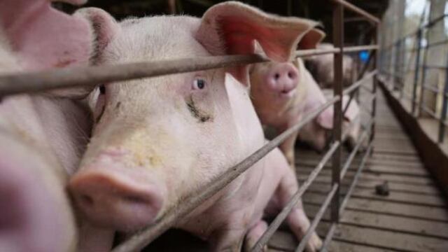 Detectan el primer caso humano de gripe porcina en Reino Unido