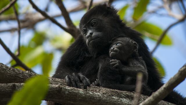Revelada la causa de muerte de varios monos saraguatos
