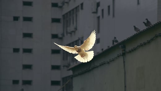 El peligro de los dobles discursos sobre la paz